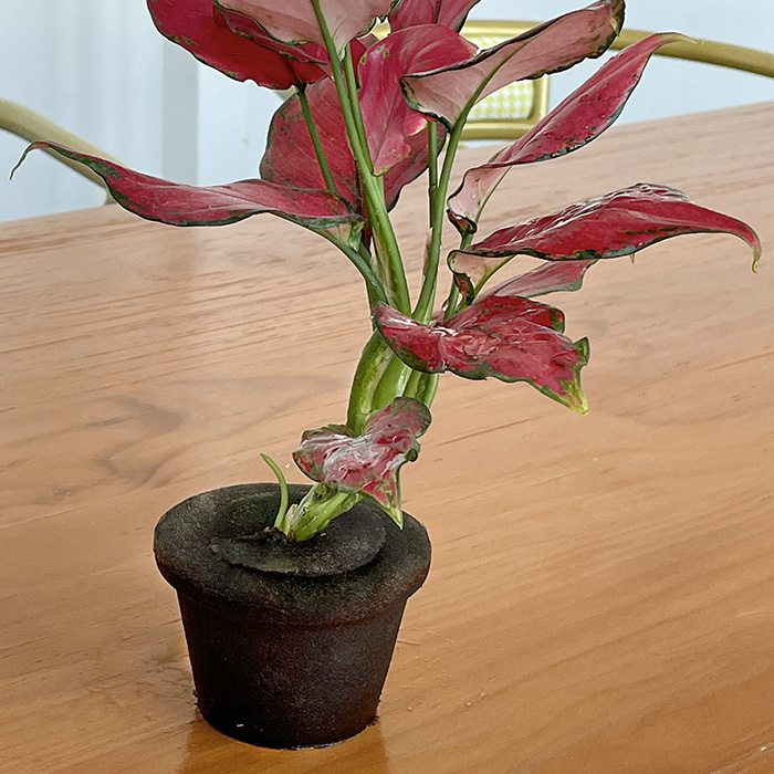 grow sponges for aerogarden