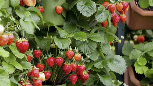 From Seed To Sweet: The Complete Guide To Growing Strawberries