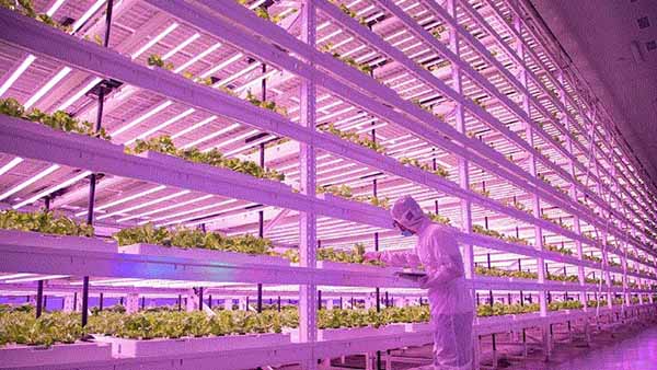 Vertical Farming: The Future of Sustainable Urban Agriculture And Food Security