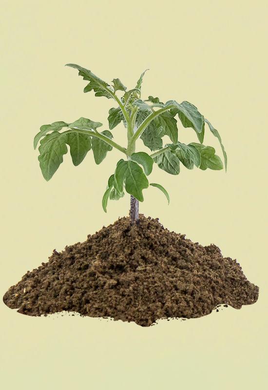 In traditional farming, frequent watering and soil compaction often lead to plant health issues. Pi Soil, an innovative growing medium, uses organic, soilless breathable cotton to effectively address these problems. It offers superior aeration and moisture retention, reducing the need for frequent watering, preventing root rot, and promoting healthy root growth. Using Pi Soil can enhance planting efficiency, conserve water, and simplify plant management, making cultivation easier and more effective.