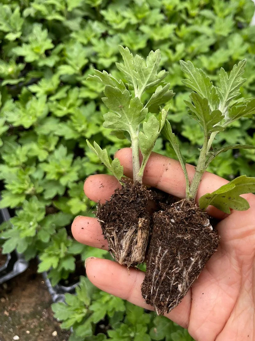 growing seeds on a sponge