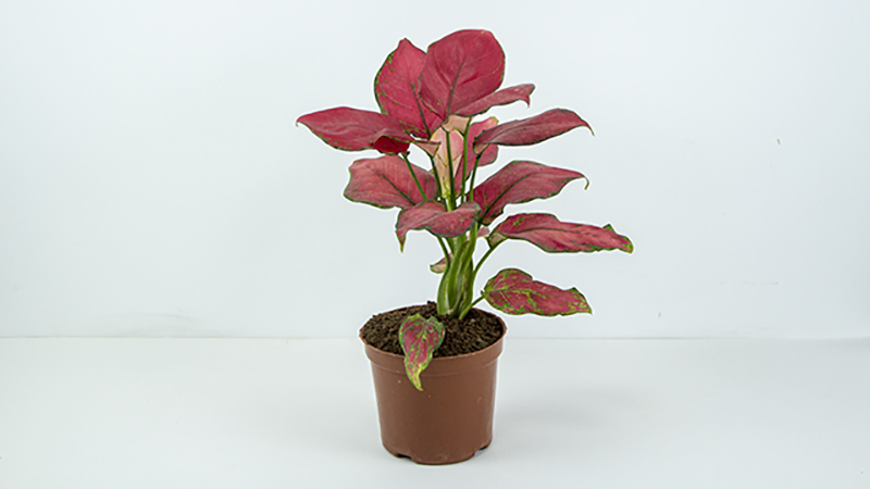 Aglaonema ‘Lady Valentine’ | The Lucky And Vibrant Queen of Indoor Plants