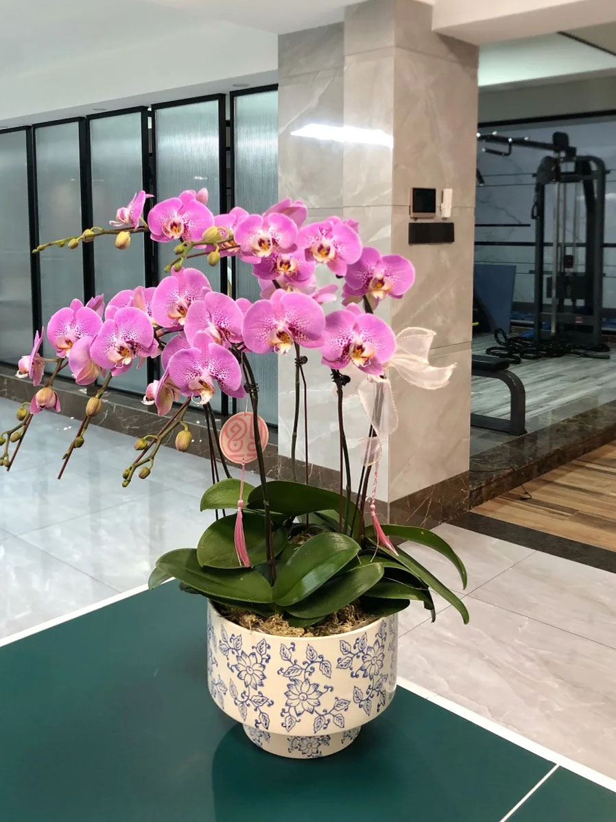 Phalaenopsis Orchids: The Elegant Choice for Lazy Gardeners