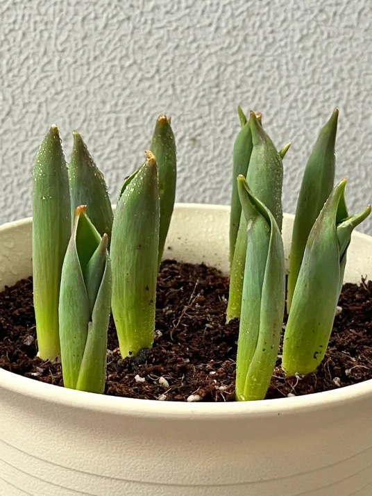 growing seeds on a sponge