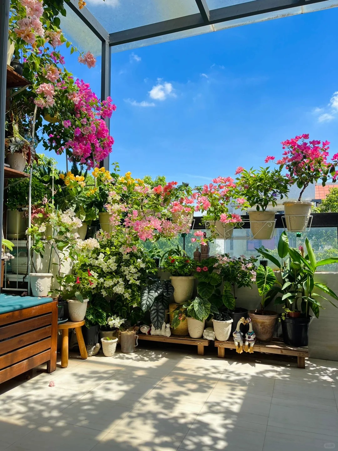 广州北向顶楼露台的渡夏三角梅_1_半生不熟.com_来自小红书网页版(1)