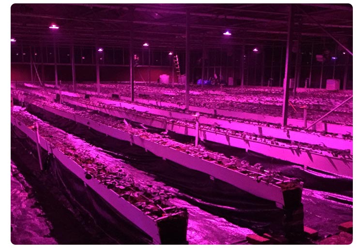 greenhouse plant light for strawberry