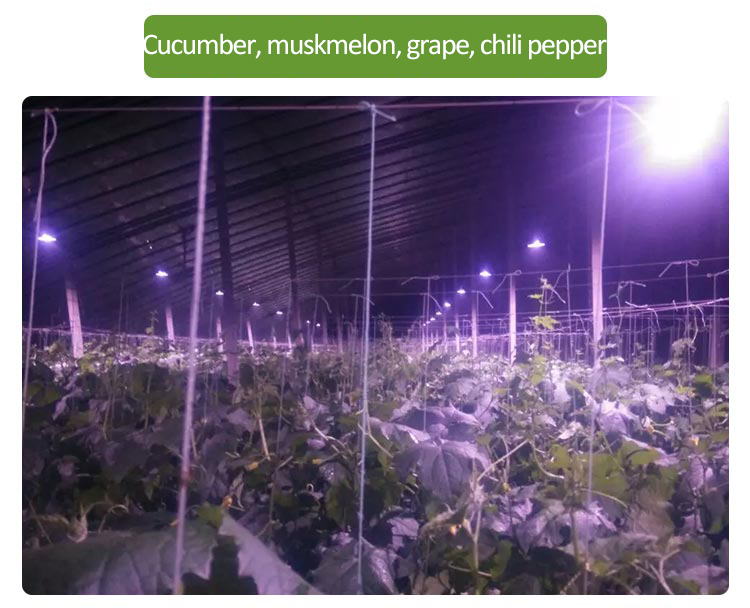 greenhouse plant light for grape