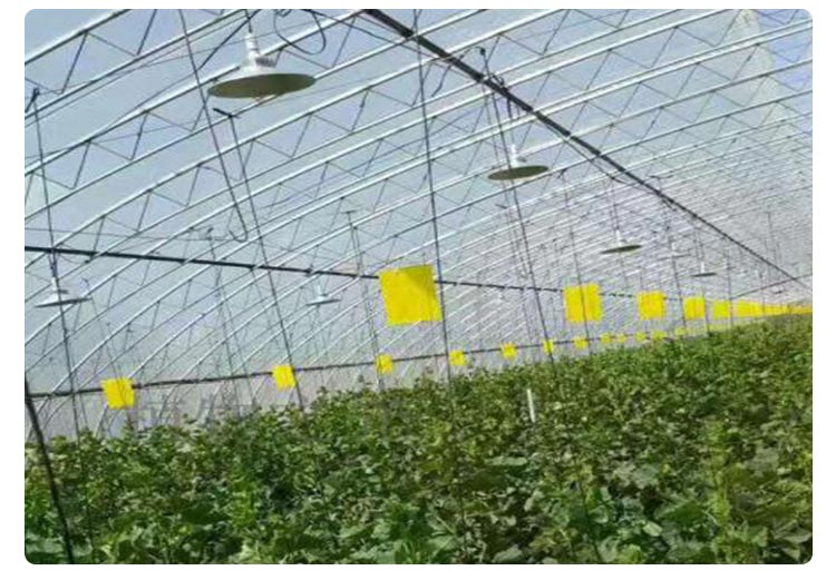 greenhouse plant light for grape