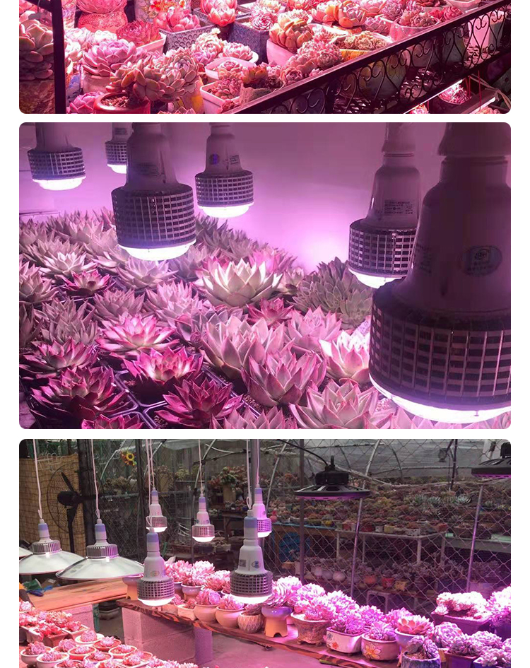 bubble light for plants