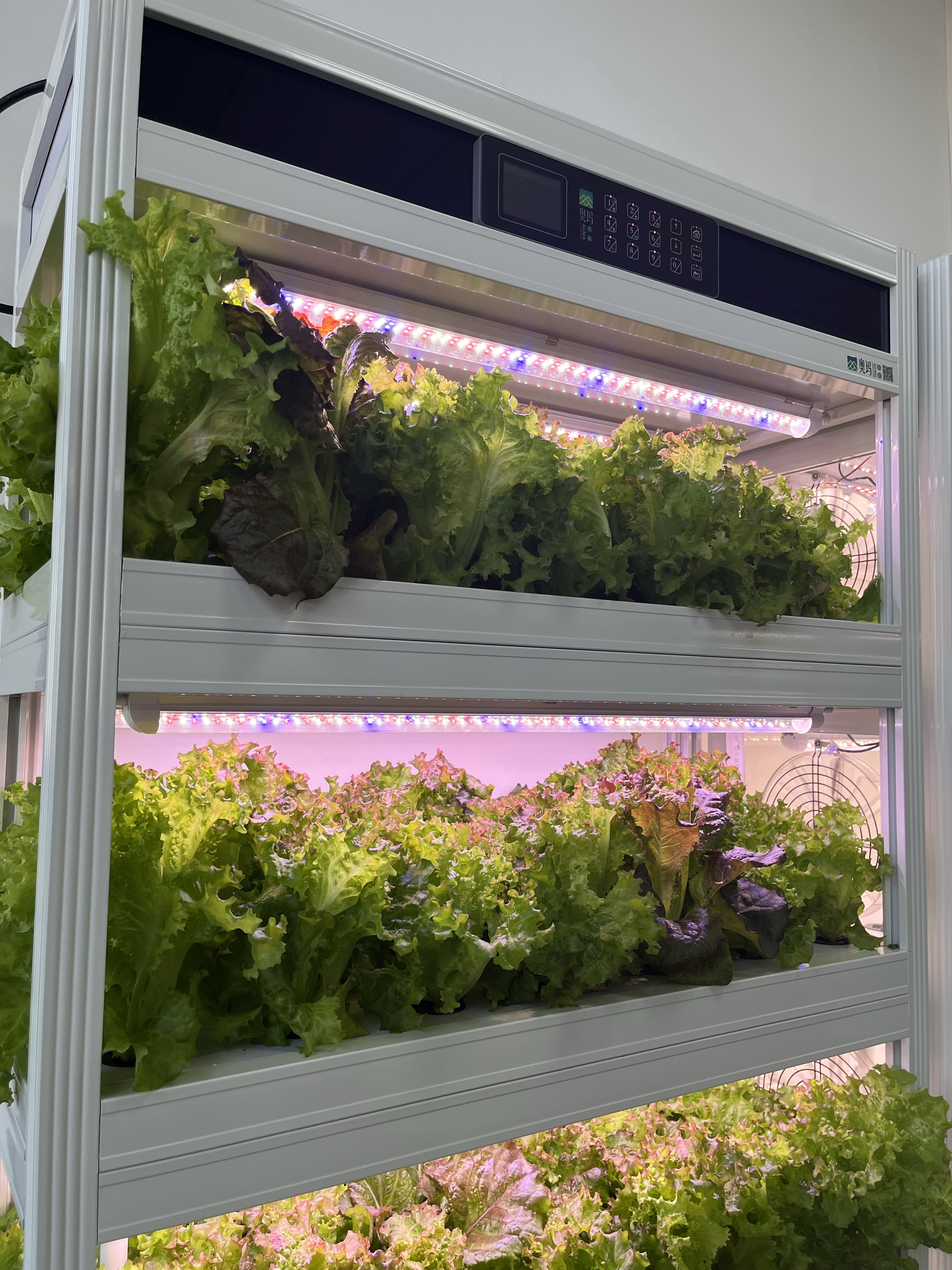 indoor hydroponic planting