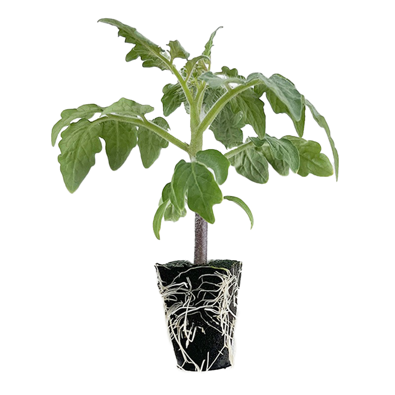 Advantages Analysis of Pi Soil: Water Absorption Rate And Environmental Performance