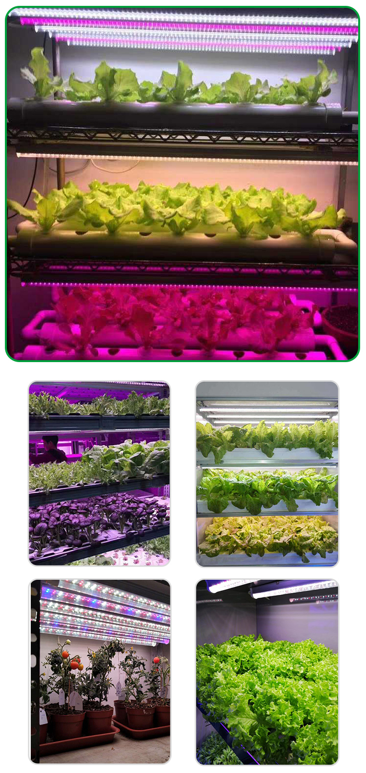led plant light