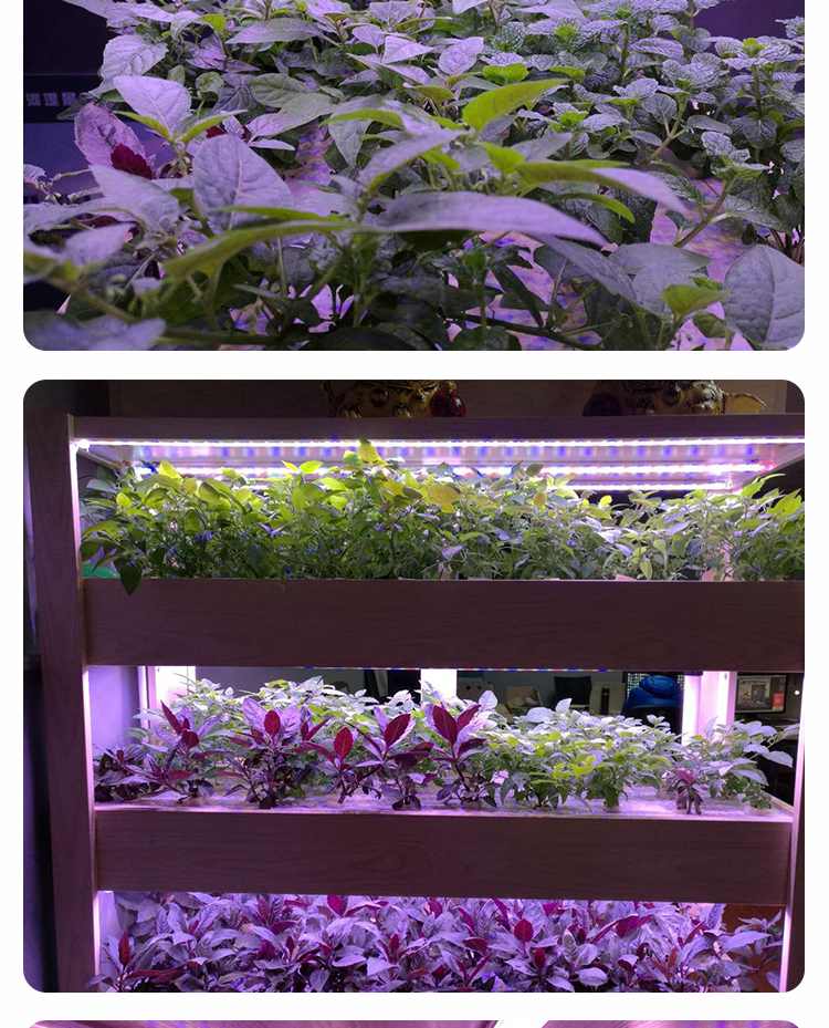 LED GROW LAMP