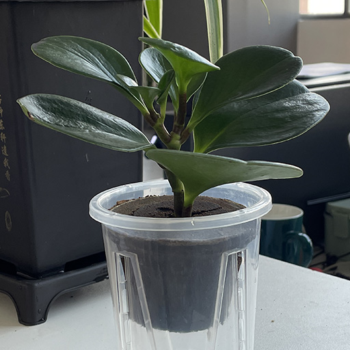 office plants for productivity