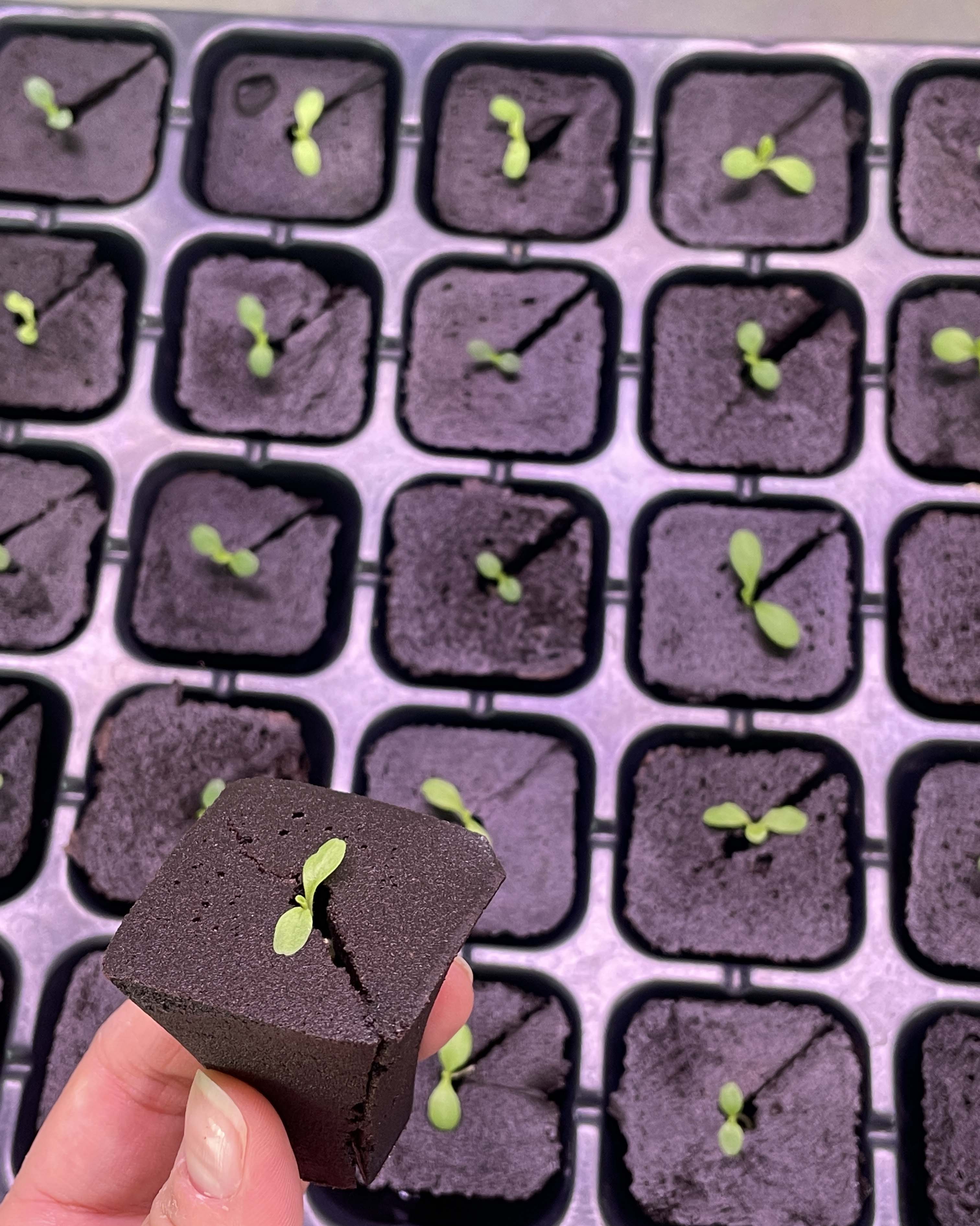 grow sponges for hydroponics