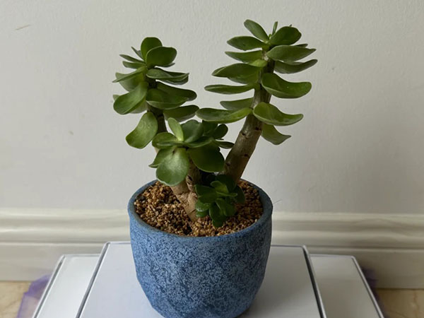 ​Portulacaria Afra Care Guide (Also Known As Money Plant)