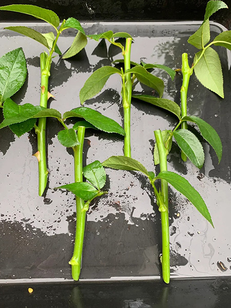 propagation medium
