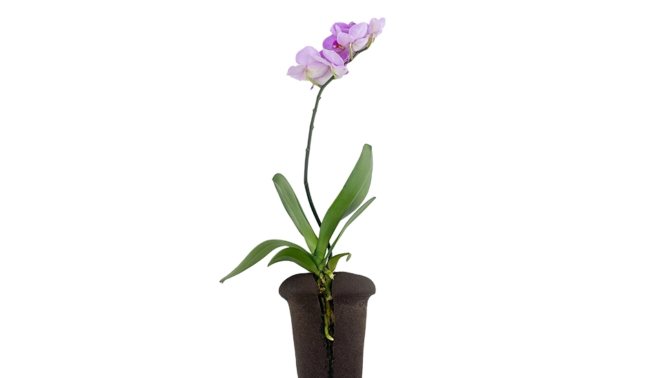 Blooming Orchids: Gentle Care for Indoor Gardening