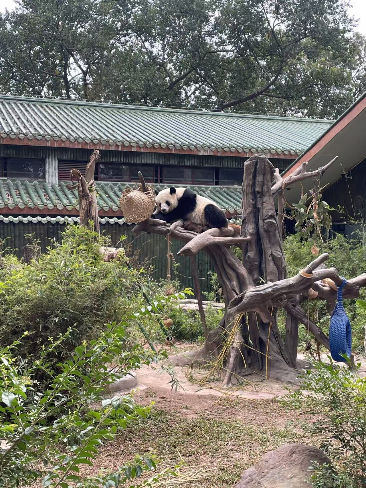 Zoo Animals 