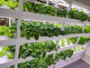 Smart Hydroponic Cultivation And Hydroponic Equipment for Indoor Farming