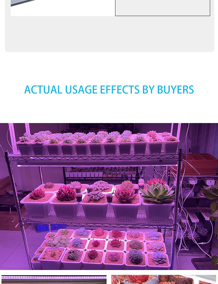 plant light