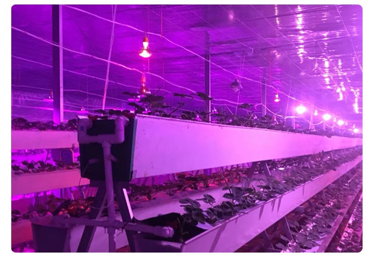 greenhouse plant light for strawberry