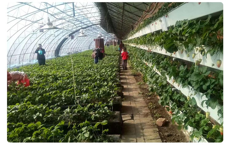 led plant grow light for fluit