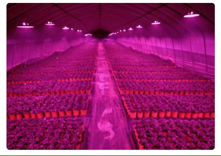 greenhouse plant light for grape