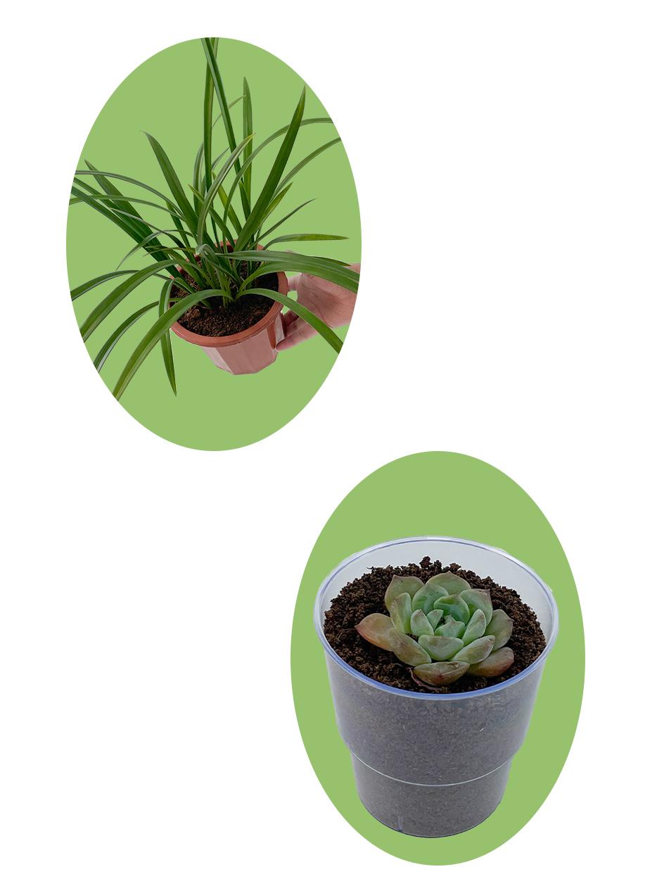 Growing soil