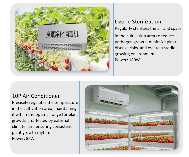 hydroponic for Strawberry