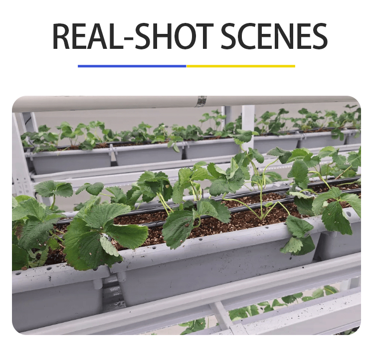 hydroponic growing system