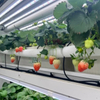 Complete Container Farm Soilless Vertical Cultivation Technology with IoT System for Strawberry Planting