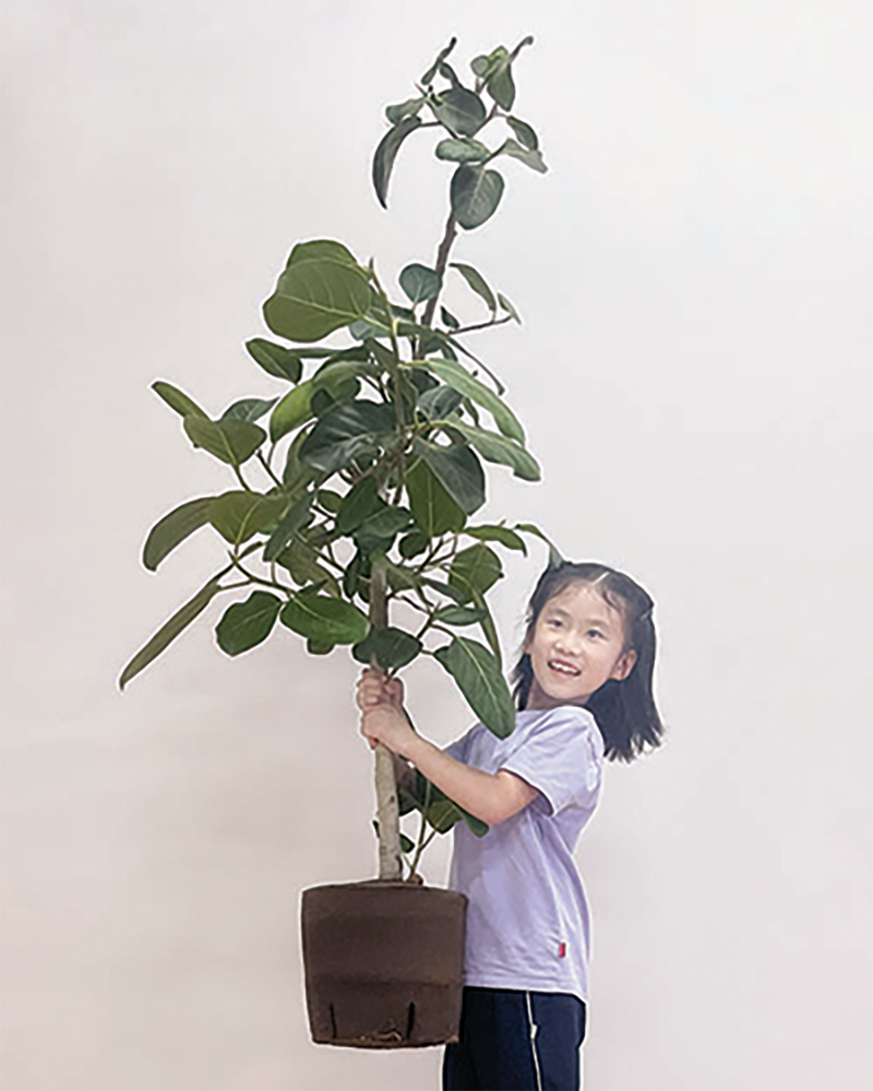 rooting and growing media for professional horticulture