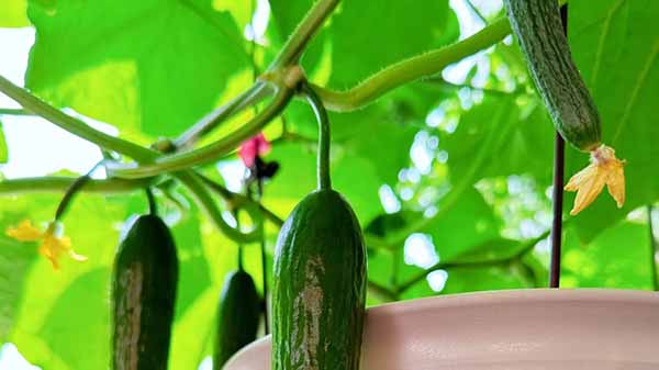 Growing Leafy Greens on Your Balcony: Using Sunlight And LED Grow Lights To Cultivate Fresh Greens in Limited Urban Spaces