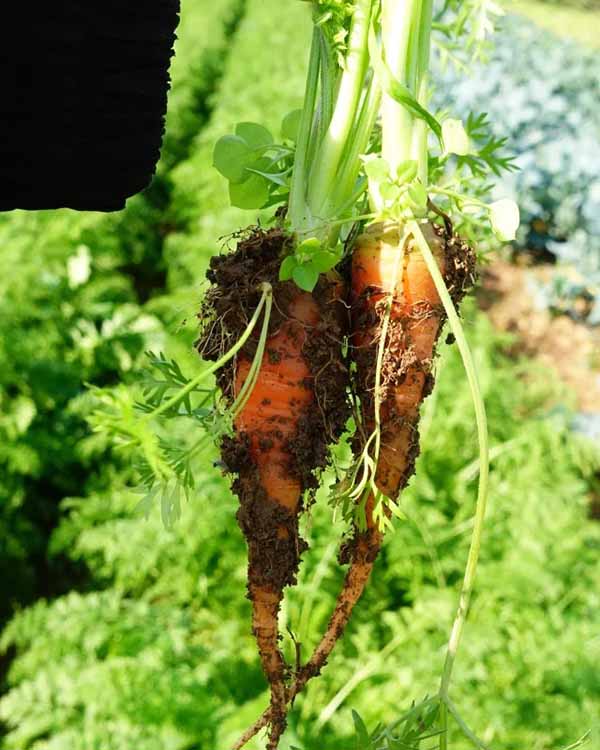 Why are organic vegetables becoming more popular