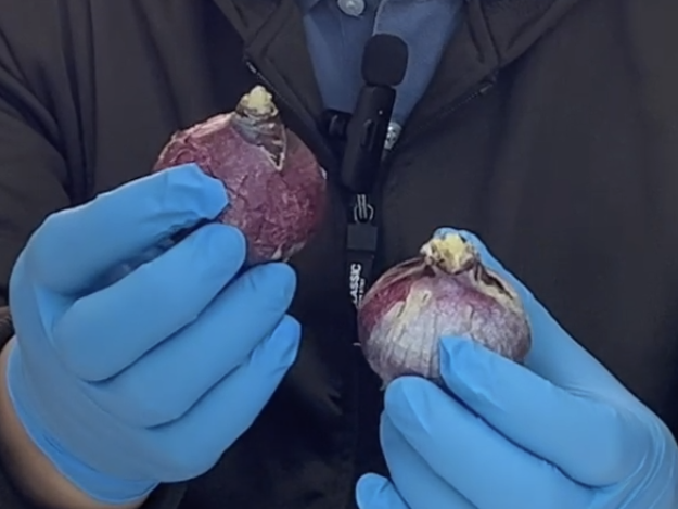 Guide To Growing Liliaceae Plants: Solving Root Damage And Bulb Rot Issues