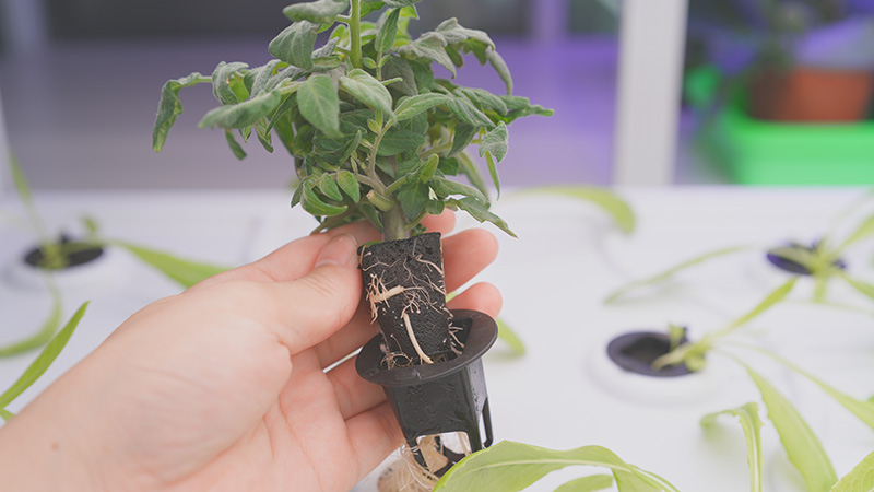 Soilless Cultivation Techniques: Hydroponics, Aeroponics, And Substrate Cultivation