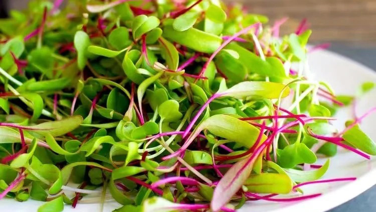 Microgreens: A Comprehensive Guide To Nutritional Powerhouses Introduction