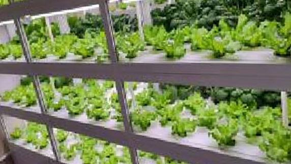 Smart Plant Factories: The Future of Sustainable Agriculture And Food Security