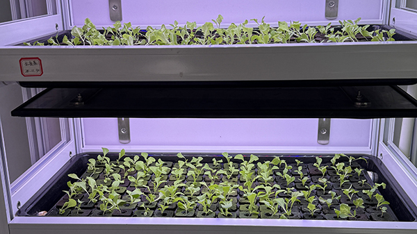 Seedling Containers: Types, Advantages, Disadvantages, Precautions, And Prohibitions