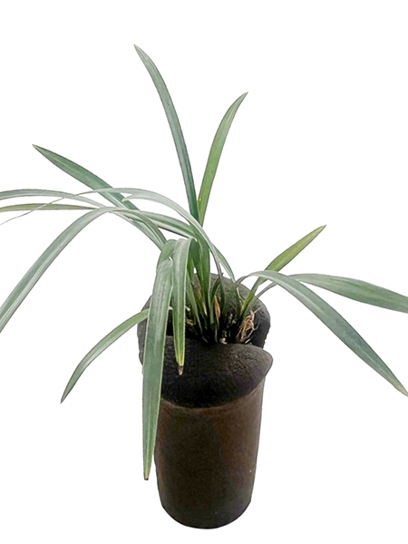 A New Era in Orchid Cultivation: From Traditional Media to the Innovative π Soil