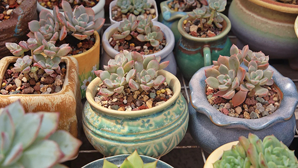 Succulent Care Guide 