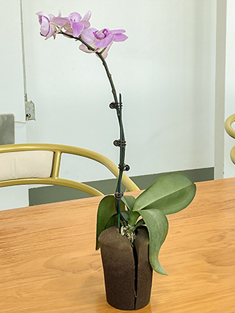 Phalaenopsis Orchids: The Elegant Choice for Lazy Gardeners