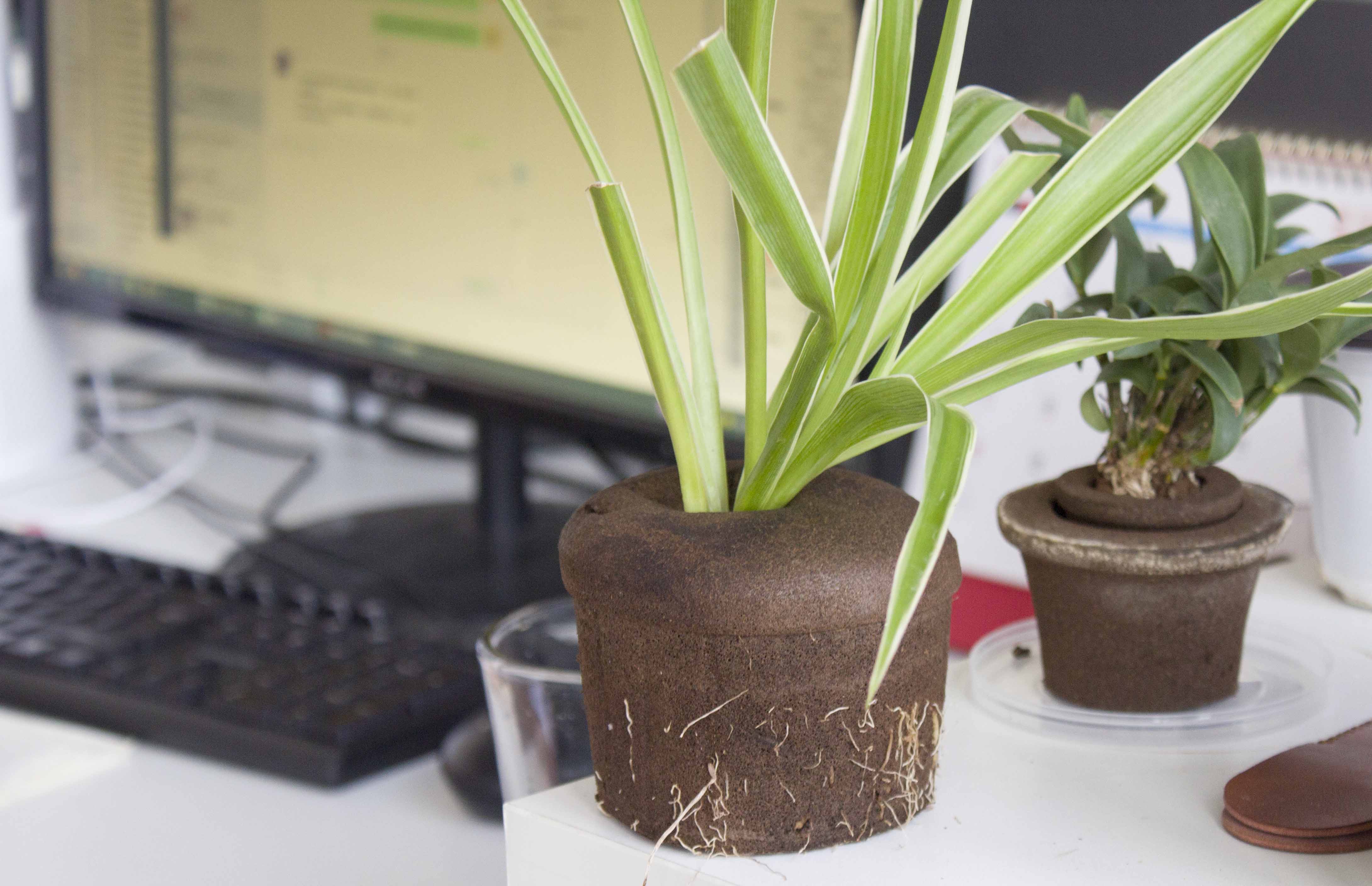 Elevating Office Green Spaces: The Power of 'π Soil'
