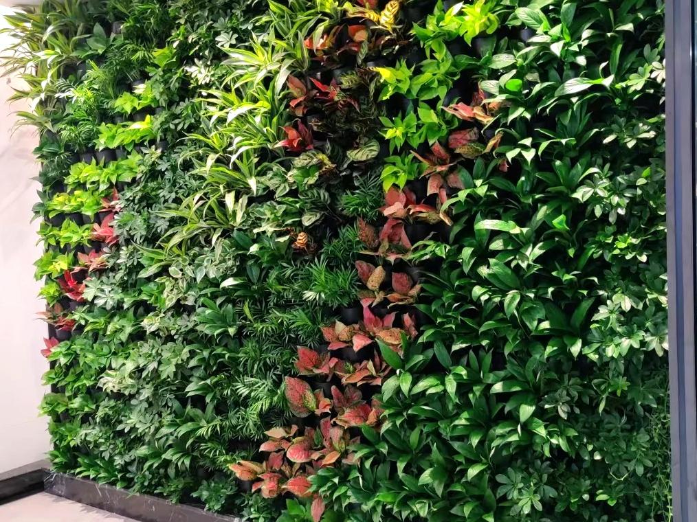 The Vertical Green Wall on The Balcony: A Breathing Wall