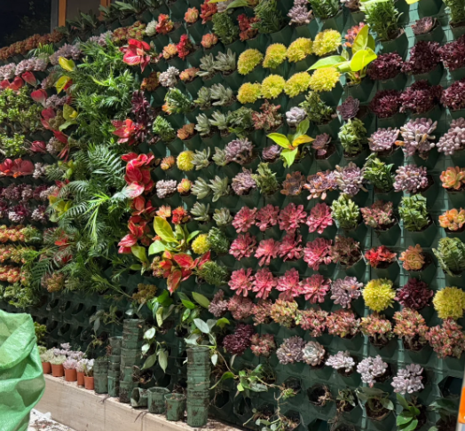 plant wall