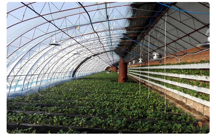 led plant grow light