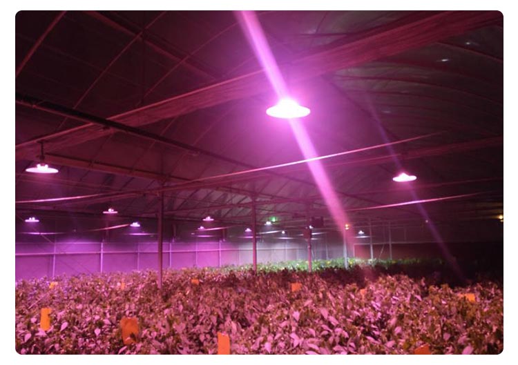 greenhouse plant light for grape