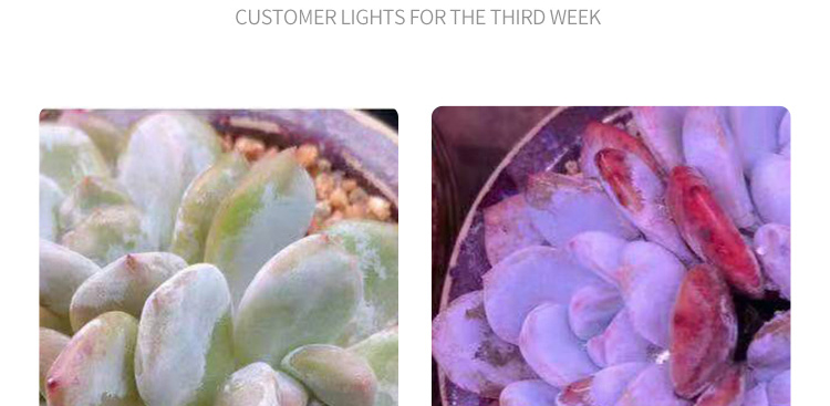 plant light