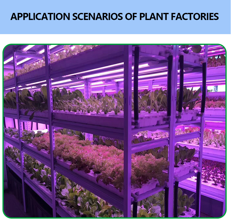 plant grow light